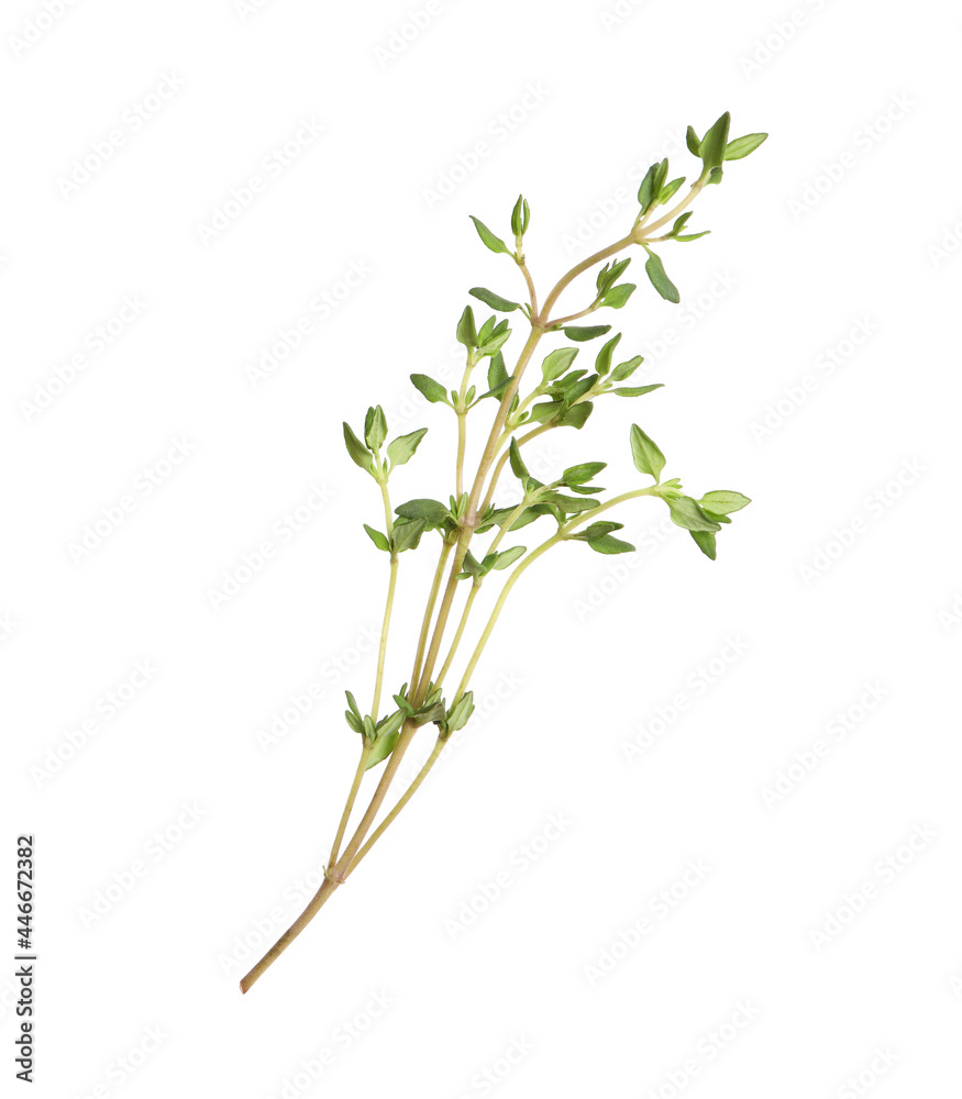 Fototapeta premium Aromatic thyme sprig on white background. Fresh herb
