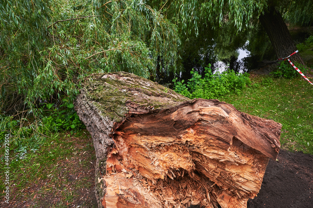 Fototapeta premium Photo of an old tree that has broken off in a park.