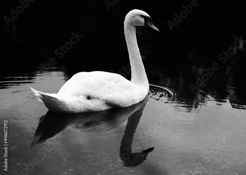 white swan reflected in water