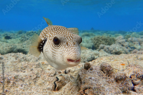Whitespotted Puffer Fish - Arothron hispidus in the Red Sea