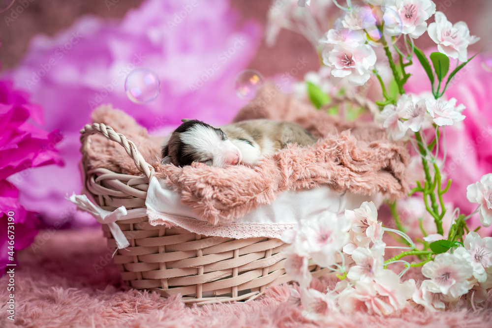 Szczeniak Border Collie na różowym kocyku w koszyku. Słodkie, urocze pieski,  malutkie szczeniaczki. Rasowe Border Collie, Border collie merle, blue  merle Stock Photo | Adobe Stock