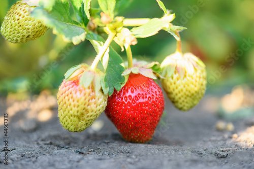 Ripe strawberries in the garden  close up. Harvesting concept.