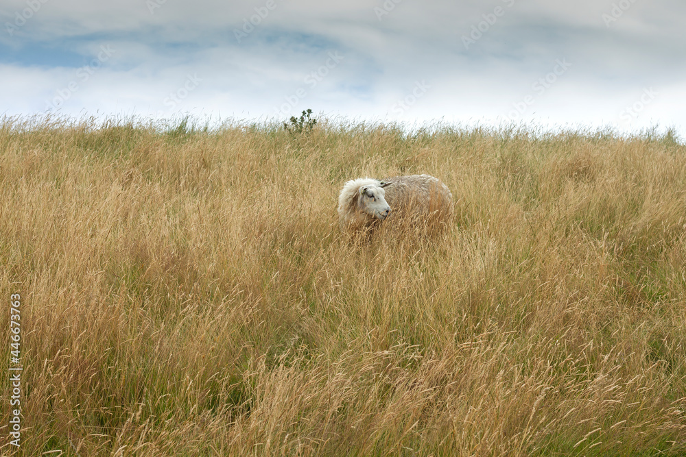 Texel sheep grazing Texel sheep grazing