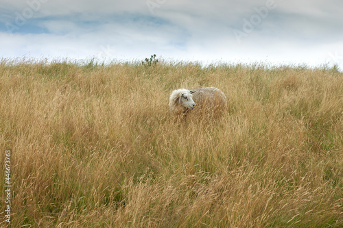 Texel sheep grazing