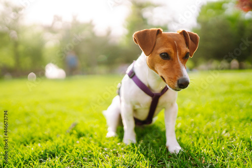 Happy active dog, jack russell playing in the park. Domestic dog concept.