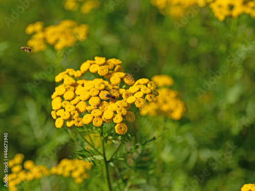 Bl  hender Rainfarn  Tanacetum vulgare