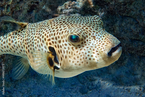 Puffer fish, portrait in Red Sea