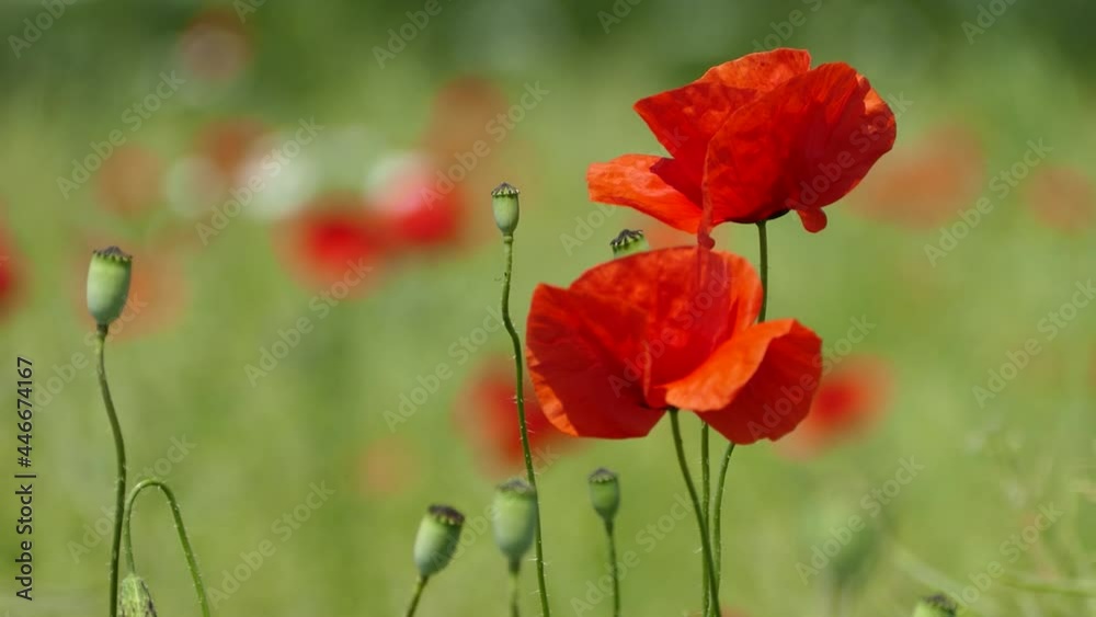 Red flowers of poppies on a green field sway in the wind. Beautiful landscape Red flowers of poppies on a green field sway in the wind. Beautiful landscape