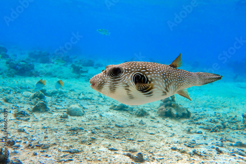 Canvas Print Whitespotted Puffer Fish - Arothron hispidus in the Red Sea