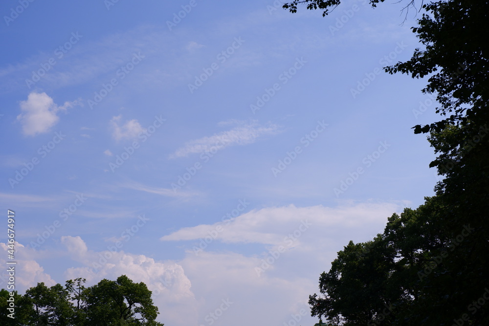 Trees in the park. Blue sky.