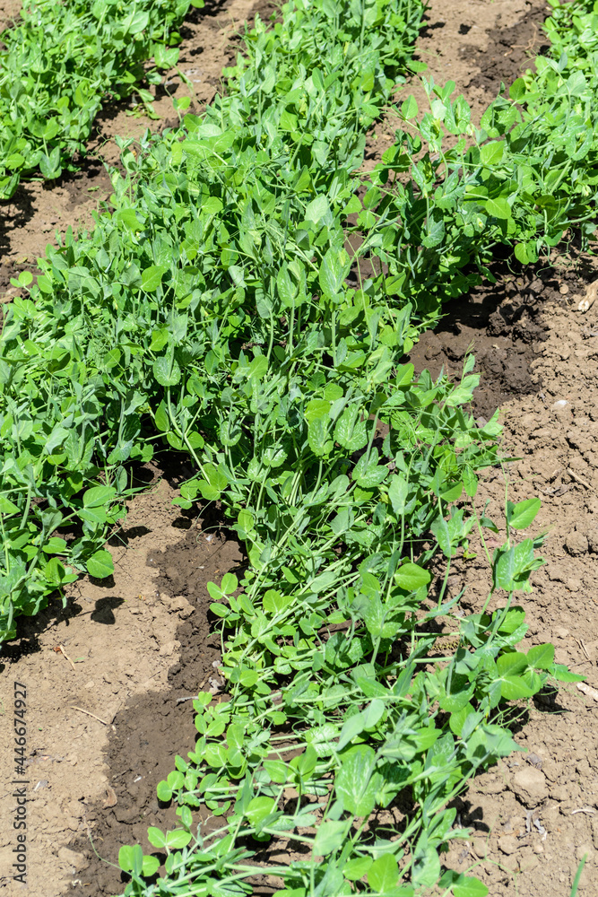 Green peas culture on a wet soil. Green peas culture on a wet soil.