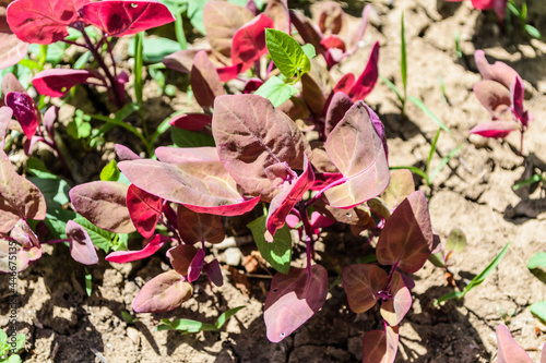 Small red orache, atriplex hortensis or french spinach, loboda in a local garden. photo