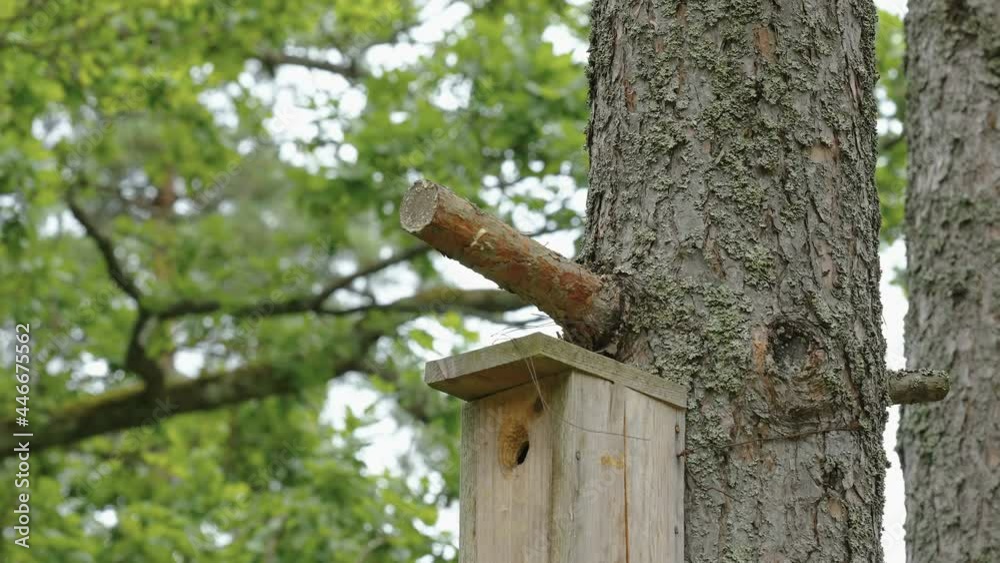 The small wooden birdbox on the tree trunk where birds house while in the forest in Estonia The small wooden birdbox on the tree trunk where birds house while in the forest in Estonia