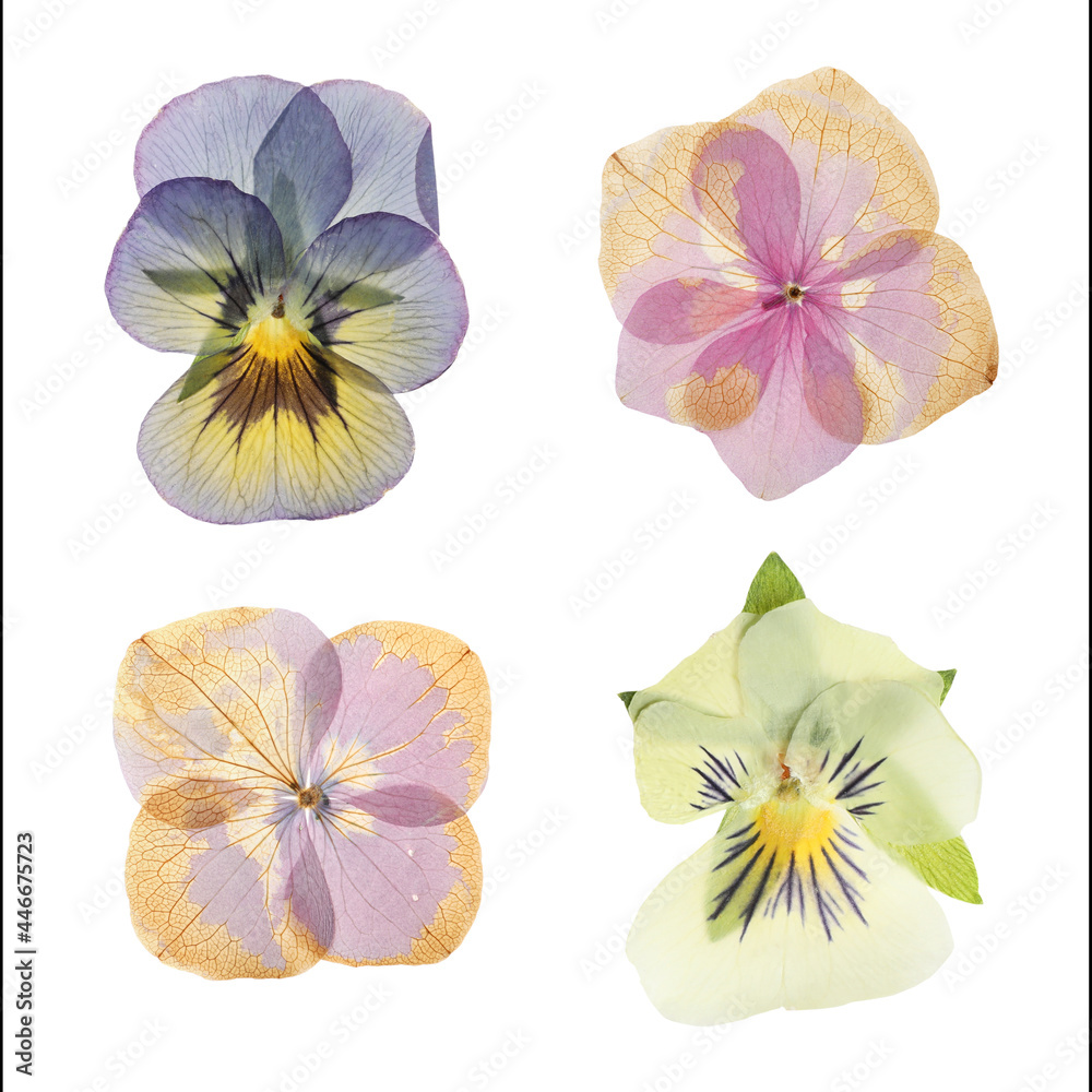 Set with beautiful dried meadow flowers on white background, top view Set with beautiful dried meadow flowers on white background, top view