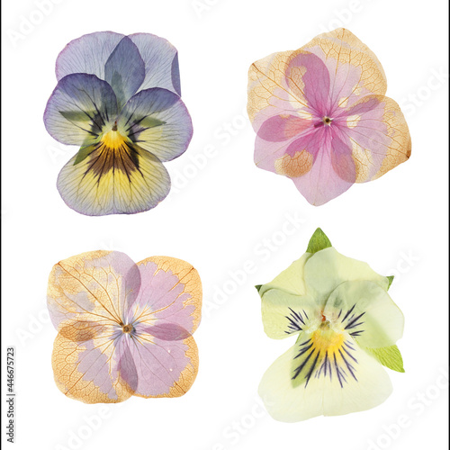 Fototapeta Naklejka Na Ścianę i Meble -  Set with beautiful dried meadow flowers on white background, top view
