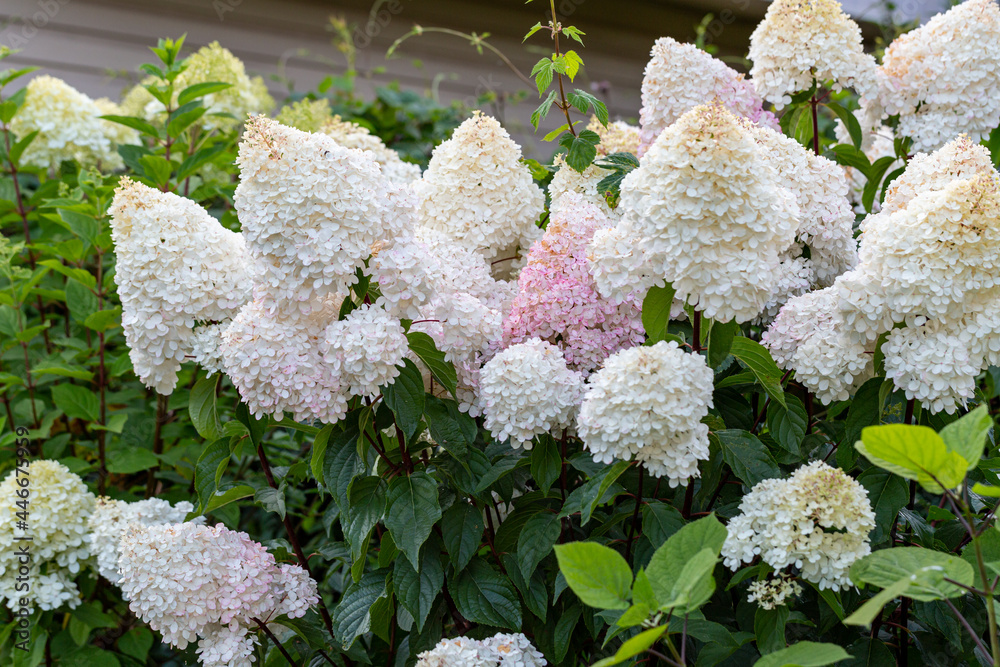 Hydrangea paniculata Vanille Fraise on a stem Hydrangea paniculata Vanille Fraise on a stem