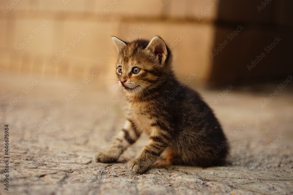 Obraz premium Lovely tabby kitten sitting on the stone floor in a summer yard