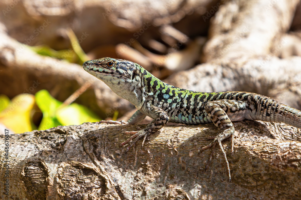 Portrait of a small spotted bluish-green lizard on a blurred natural background. Close-up Portrait of a small spotted bluish-green lizard on a blurred natural background. Close-up