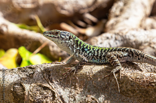 Portrait of a small spotted bluish-green lizard on a blurred natural background. Close-up