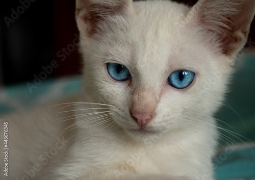 Young white cat with light blue eyes and gentle gaze looking at the camera. Domestic animal © Horacio Selva