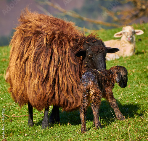 sheep from the Basque country of the lacha breed, a mother sheep has just given birth to a lamb and while cleaning it gets it to stand up and walk,