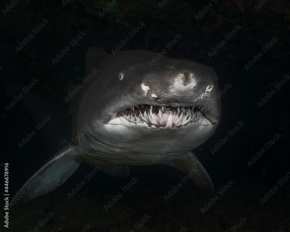 Naklejka premium Spotted ragged-tooth shark, Carcharias taurus, at Aliwal Shoal. South Africa