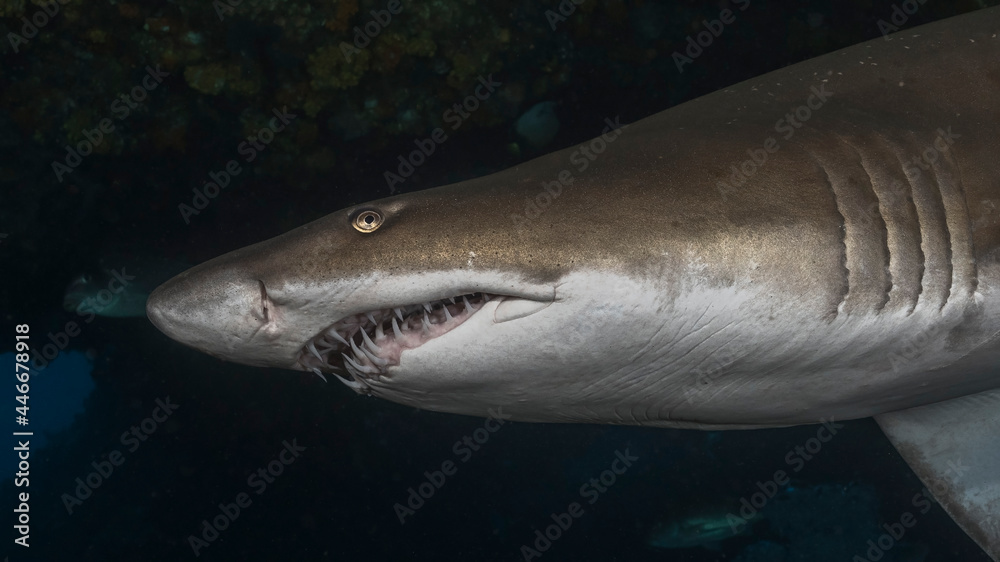 Naklejka premium Spotted ragged-tooth shark, Carcharias taurus, at Aliwal Shoal. South Africa