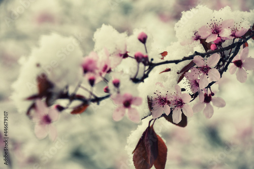 Ice cherry blossom