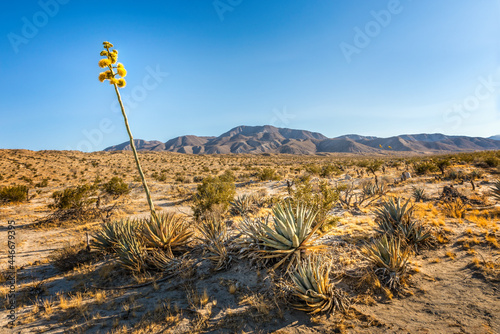Blooming desert agave in the Anza Borrego State Park, Caifornia photo