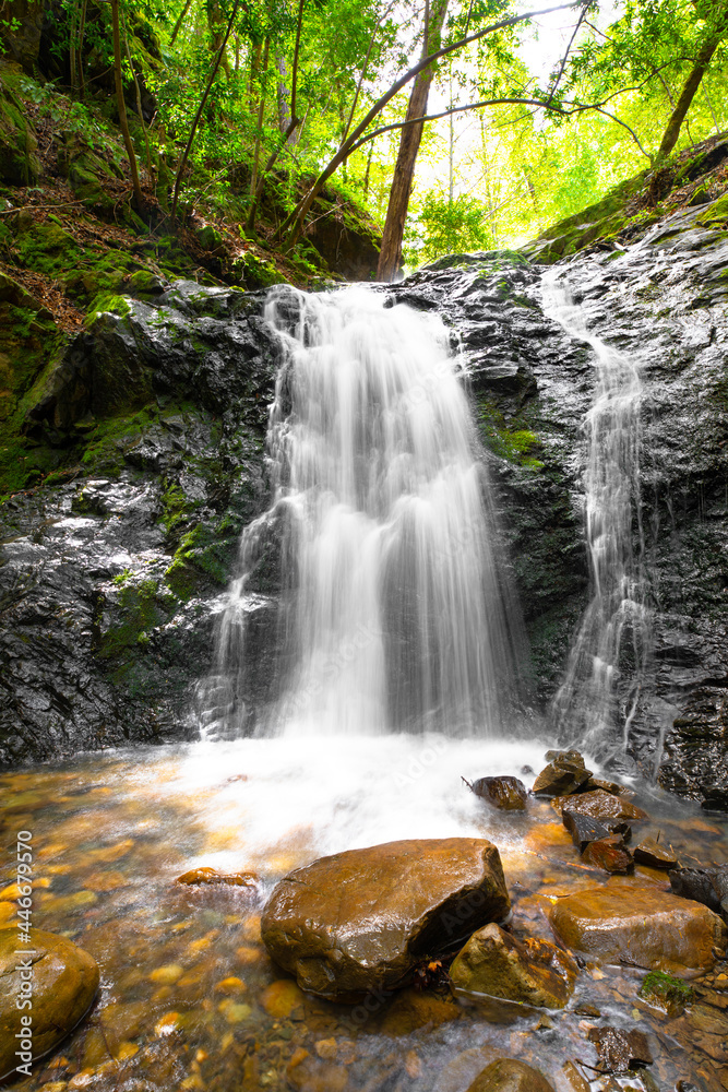 Obraz premium Waterfall in the forest 