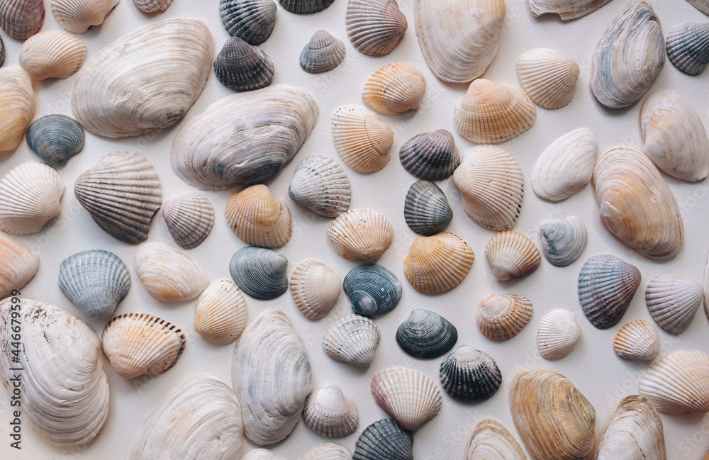 Light, beige and gray seashells lie on white paper. Natural background.