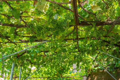 Bunch of fresh green grapes on the vine with green leaves in vineyard