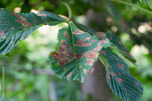 Leaf scorch from hot weather photo