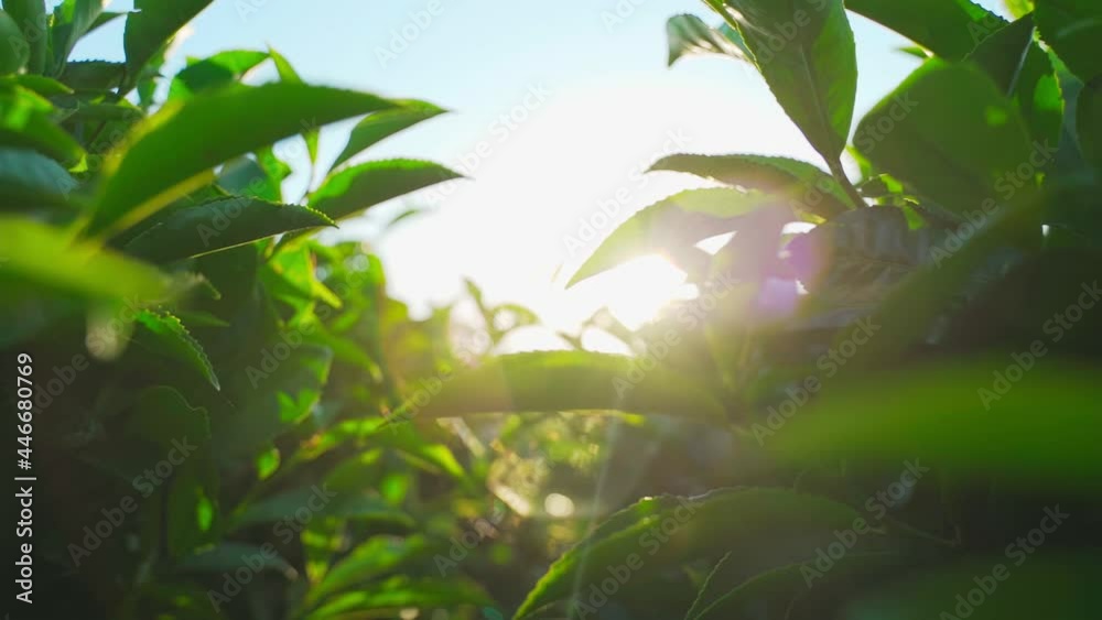wiring between bushes of green tea leaves at dawn. organic farming, tea growing. Young green tea leaves on the tea bush close up. Fresh tea leaves on tea plantations wiring between bushes of green tea leaves at dawn. organic farming, tea growing. Young green tea leaves on the tea bush close up. Fresh tea leaves on tea plantations