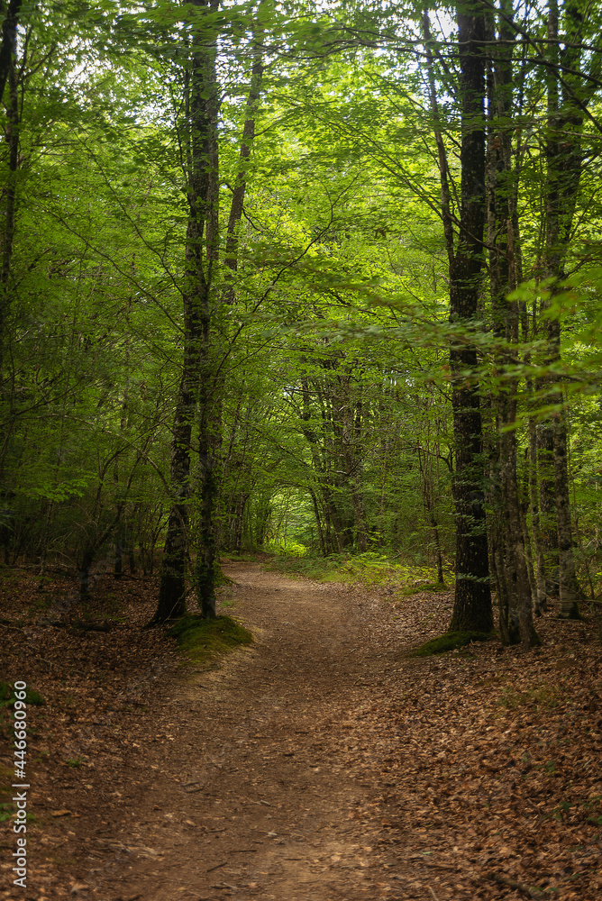 lush forest way pathway spain lush forest way pathway spain