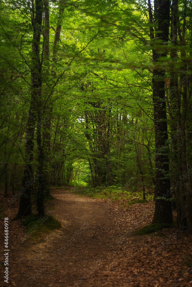 Obraz premium lush forest way pathway spain