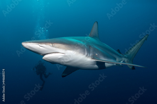 Blacktip shark  Carcharhinus limbatus  and a diver at Protea Banks  South Africa