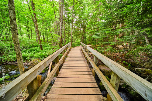 Walking bridge through forest © Nicholas J. Klein