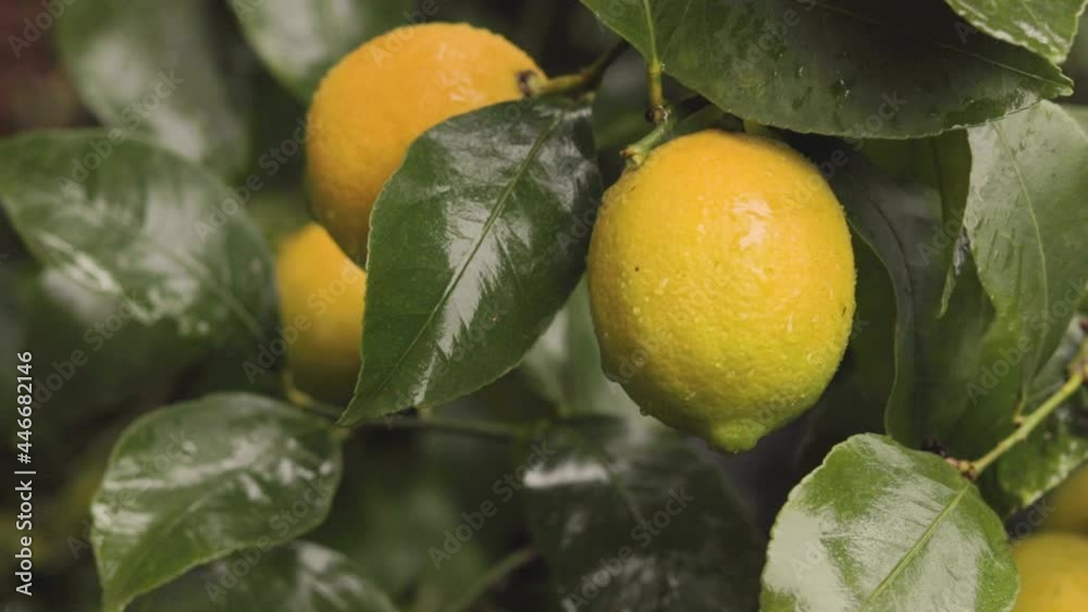 Detail of lemon tree with ripe lemons ready to harvest and consume.