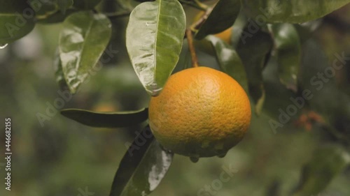 Wallpaper Mural Detail of tree with ripe mandarins ready to harvest and consume. Torontodigital.ca