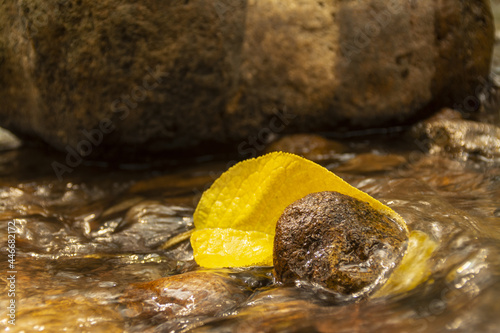 Hoja amarilla y rocas en río de Villa del Carbón en el Estado de México  photo