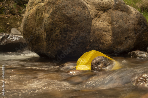 Hoja amarilla y rocas en río de Villa del Carbón en el Estado de México  photo