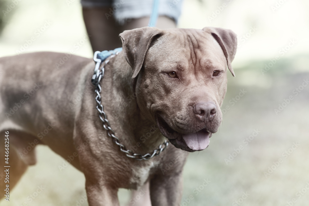 American pit bull terrier outside. Close up. Copy space. American pit bull terrier outside. Close up. Copy space.