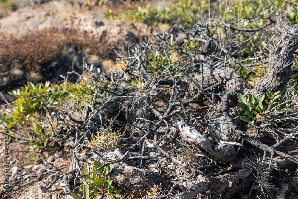 Dry bush branches and grass close-up in rural Greece rocky landscape. Hot summer flora botany details Dry bush branches and grass close-up in rural Greece rocky landscape. Hot summer flora botany details