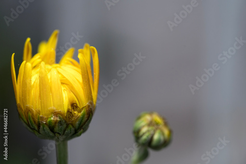 Flor amarilla en detalle