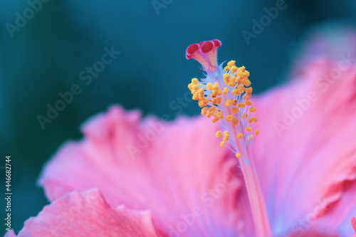 Flor en detalle