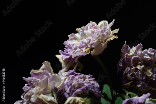 Flores con fondo negro