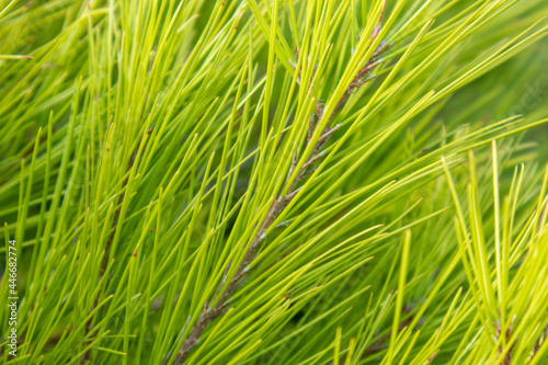 Vibrant green pine bush young branch with bright needles close-up in Greece, Mediterranean. Natural evergreen sunny patterned background