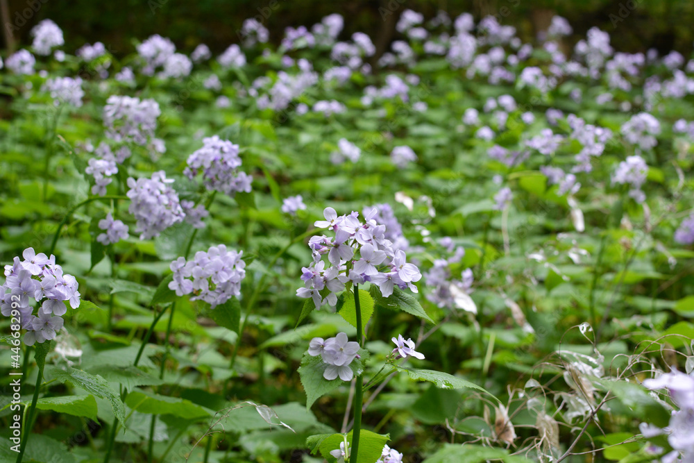 Lunaria rediviva blooms in the forest in spring Lunaria rediviva blooms in the forest in spring