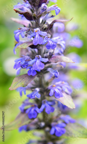 Ajuga reptans grows and blooms in herbs